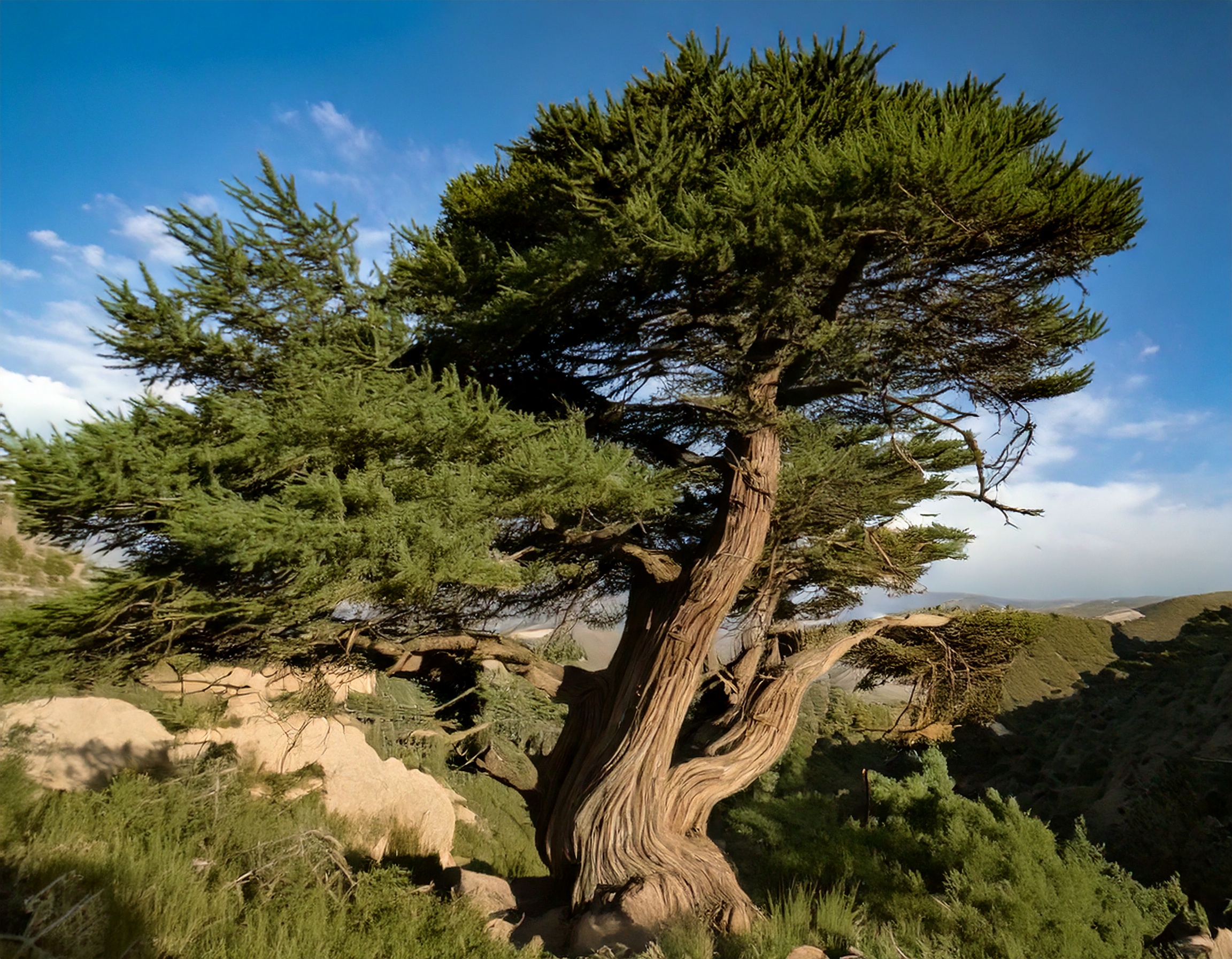 Moroccan Cedar 57958